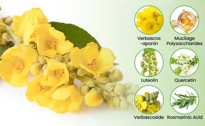 ✅CA Owned and Operated|CareBreeze® Botanical Mullein Lung Cleanse Diffuser (💝 Cough, wheezing, shortness of breath, sputum, stuffy nose, bronchitis, bronchitis, allergy symptoms, lung discomfort💝)