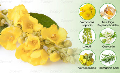 🍁CA Owned and Operated：Zvoevo® Botanical Mullein Lung Cleanse Diffuser (💝 Cough, wheezing, shortness of breath, sputum, stuffy nose, bronchitis, bronchitis, allergy symptoms, lung discomfort💝)